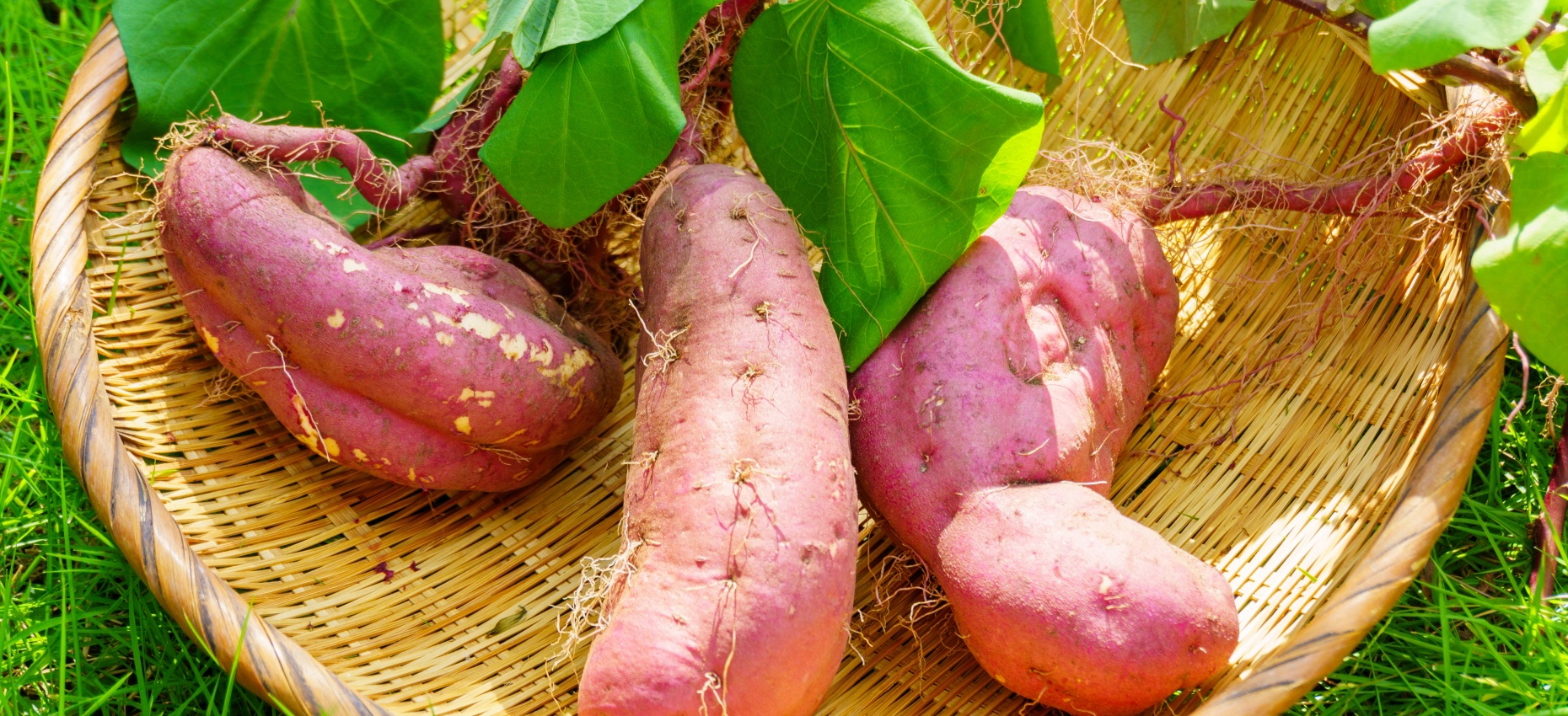 芋掘り遠足におすすめの服装は?