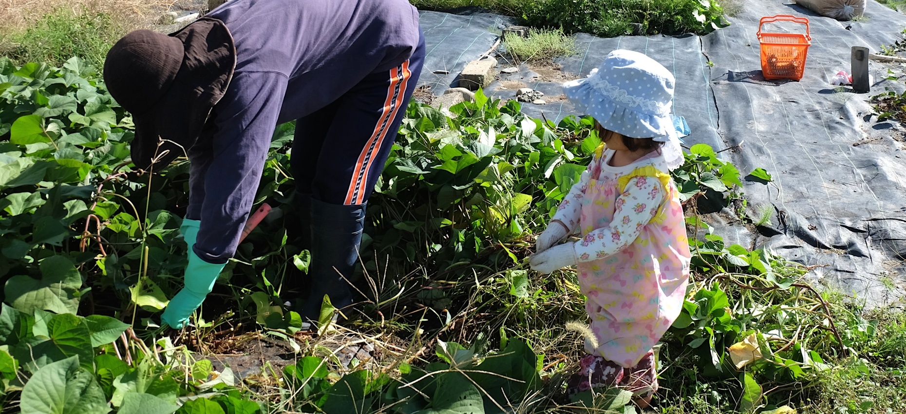 芋掘り持ち物でよくある3つの質問